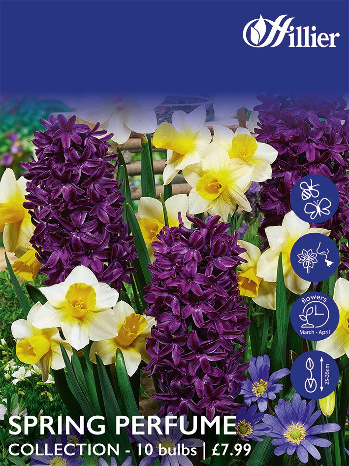 8718641999806 1 Spring Perfume Collection Bulbs.jpg
